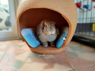 Caring for Rabbits During Hot Weather