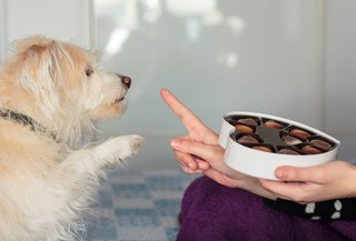 Chocolade giftig voor honden