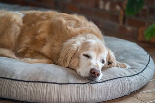 De Ziekte van Weil bij Honden