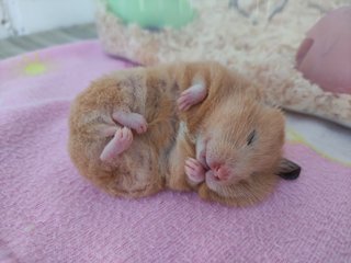 Hamster winterslaap