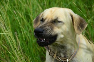 Hay Fever in Dogs