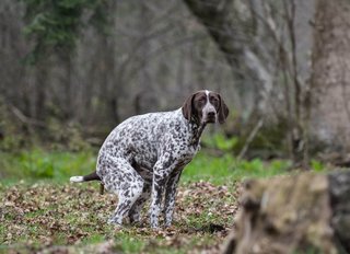 Honden ontwormen