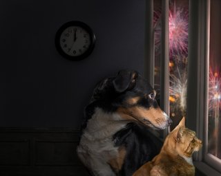 Huisdier en vuurwerk