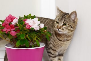 Katvriendelijke tuinplanten