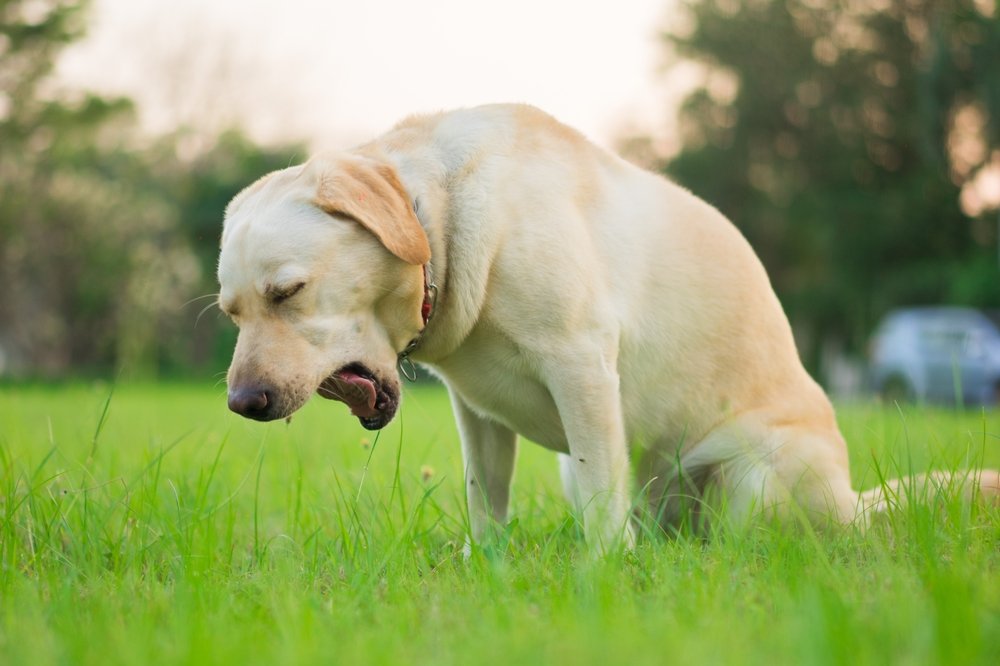 Kennelhoest Dierenarts Boschhoven