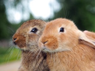 Konijn: alleen of samen