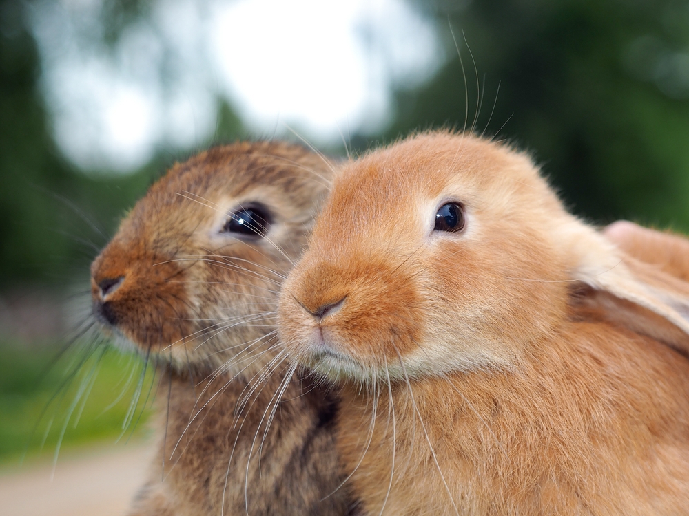 Konijn: alleen of samen - Dierenarts Boschhoven