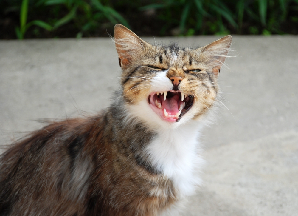 Krolse katten in het voorjaar - Dierenarts Boschhoven