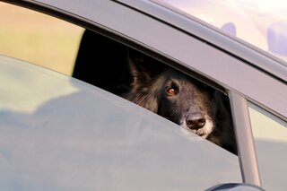 Never Leave Your Dog in a Car During Hot Weather