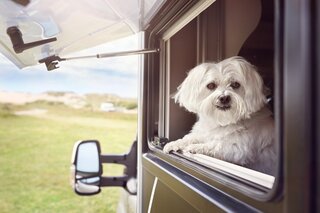 Op vakantie met uw huisdier: waar u op moet letten