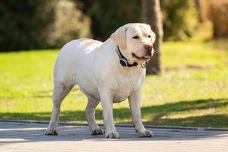 Overgewicht hond