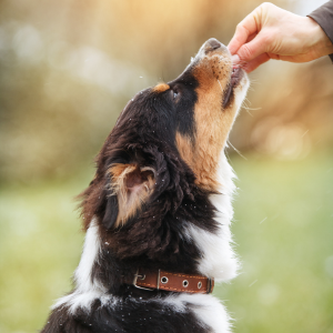 Pet overweight after winter