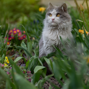 Prepare for spring with your cat