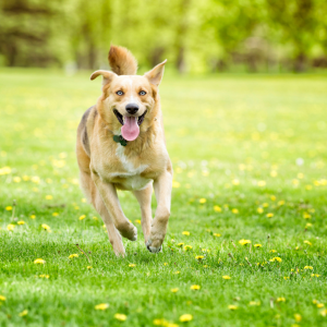 Spring check for pets