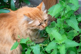Tuinplanten voor kattenliefhebbers