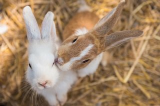Vaccinating your rabbit