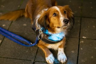 Veilig hond uitlaten in het donker