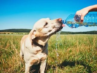 Verkoelingstips voor dieren