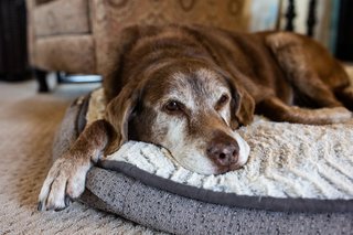 Verzorging van senior honden en katten