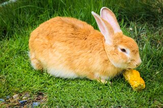 Waarom mag een konijn geen mais eten