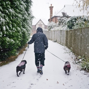 WINTER AILMENTS IN DOGS AND CATS