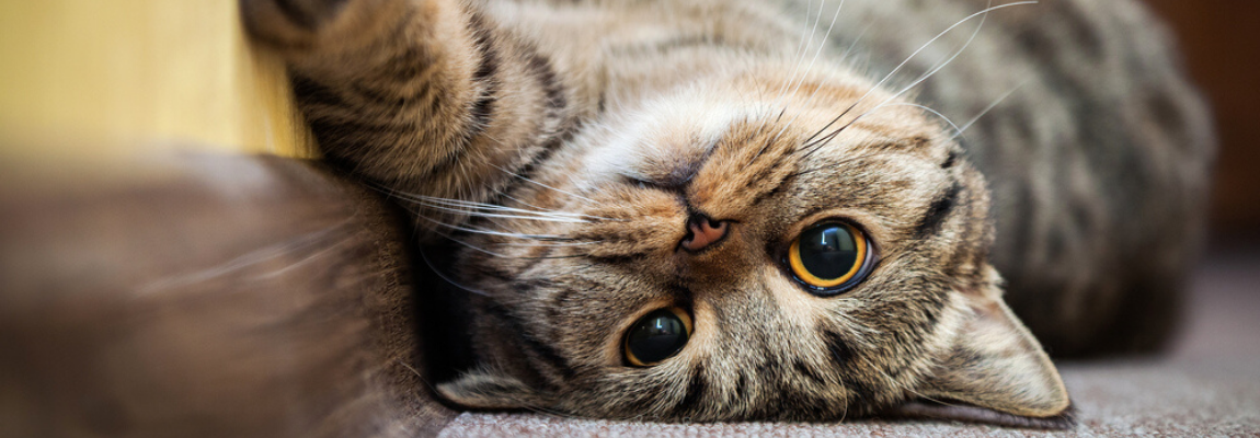 castreren-kat-sterilisatie-poes