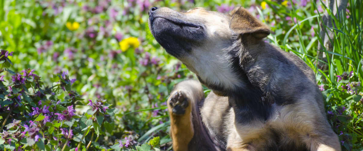 Teken en vlooien - Dierenkliniek Coppelmans