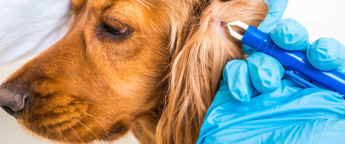 Teken verwijderen - Dierenkliniek Coppelmans