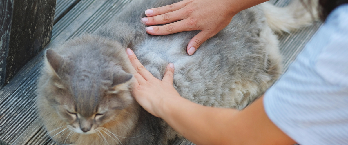 Vlooien bestrijden - Dierenkliniek Coppelmans