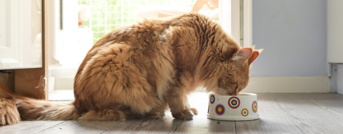 Specific-voeding-katten